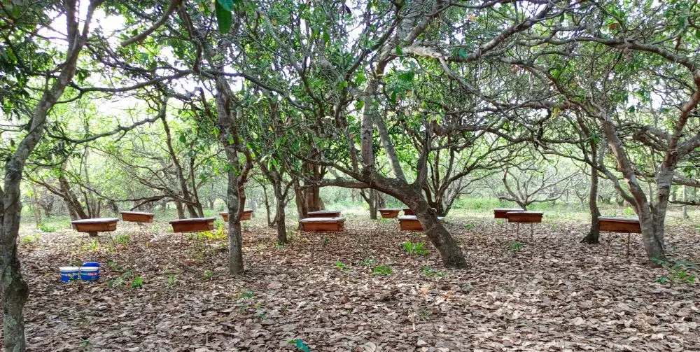 Affem apiary set up beneath the trees of the Abdoulayi forest