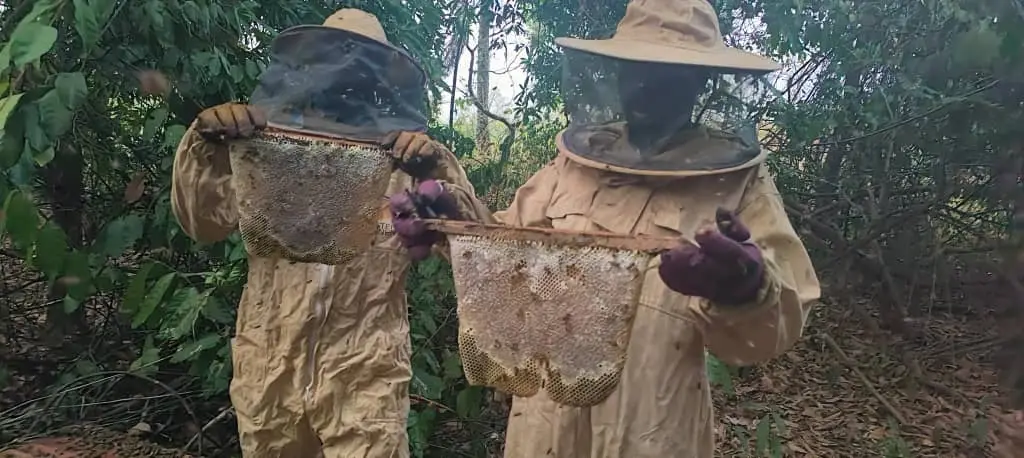 Deux apiculteurs présentent des cadres de rayons pleins de miel, en forêt