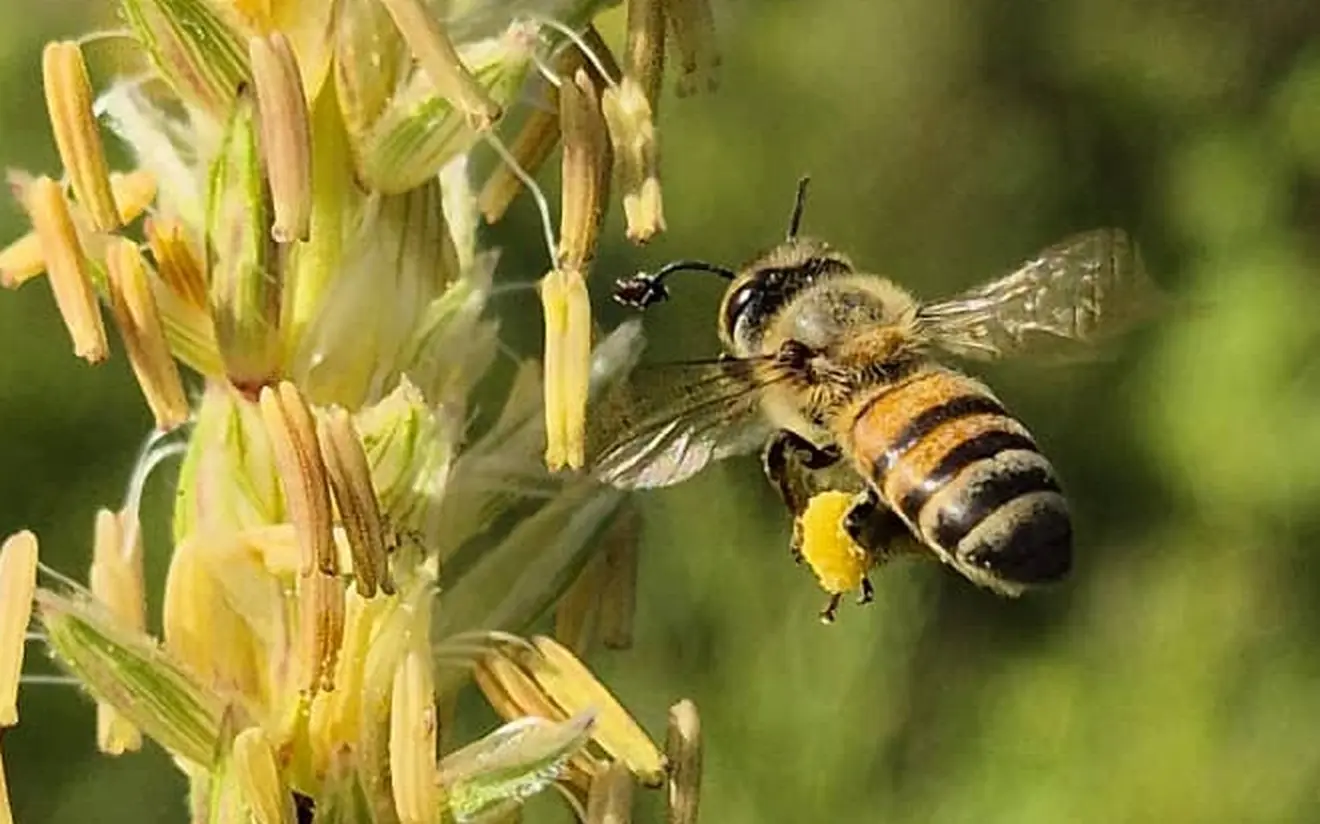 Fleur en pleine floraison sur les hauteurs de Malfakassa, au début de la miellée