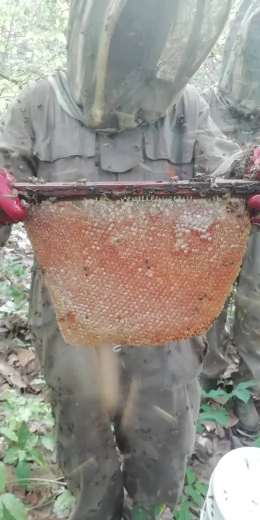 Mains d'apiculteur au travail sur un rayon de miel, aire de Malfakassa