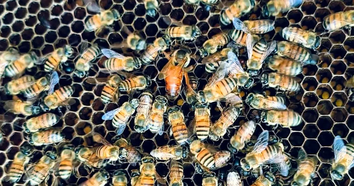 The queen bee at the centre of her colony, on the comb