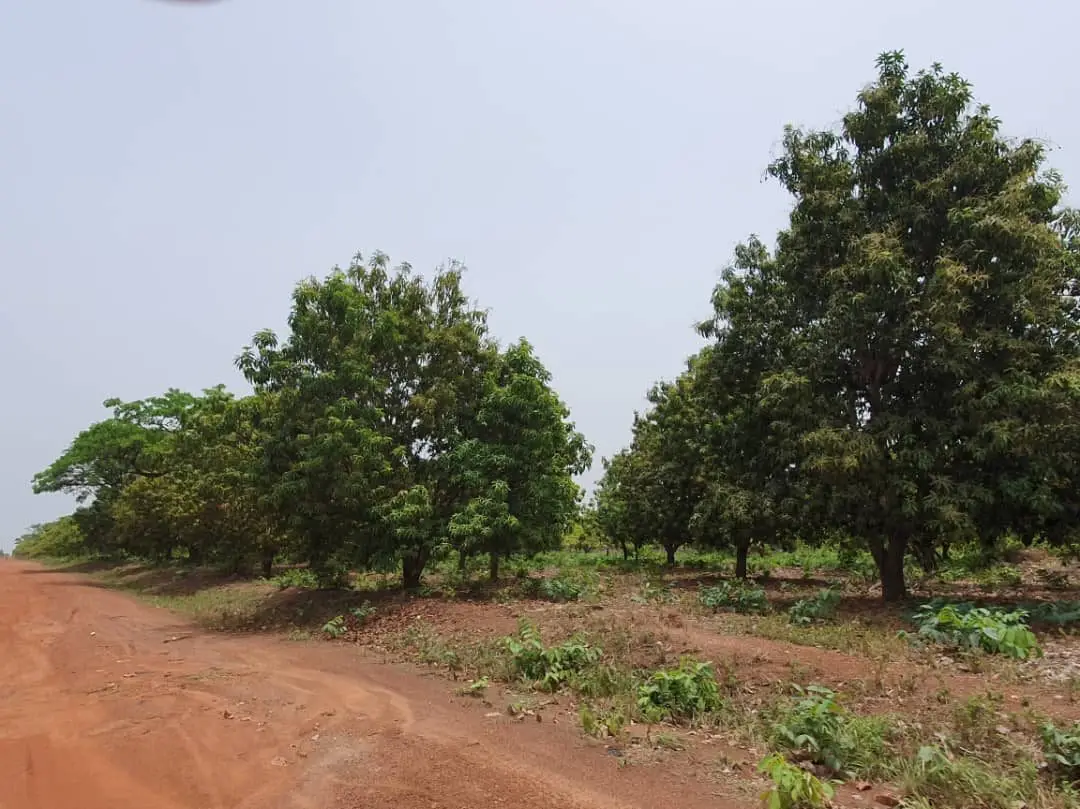 Plantation d'anacardiers (cajou) sur l'aire d'Affem, alignée sous le soleil
