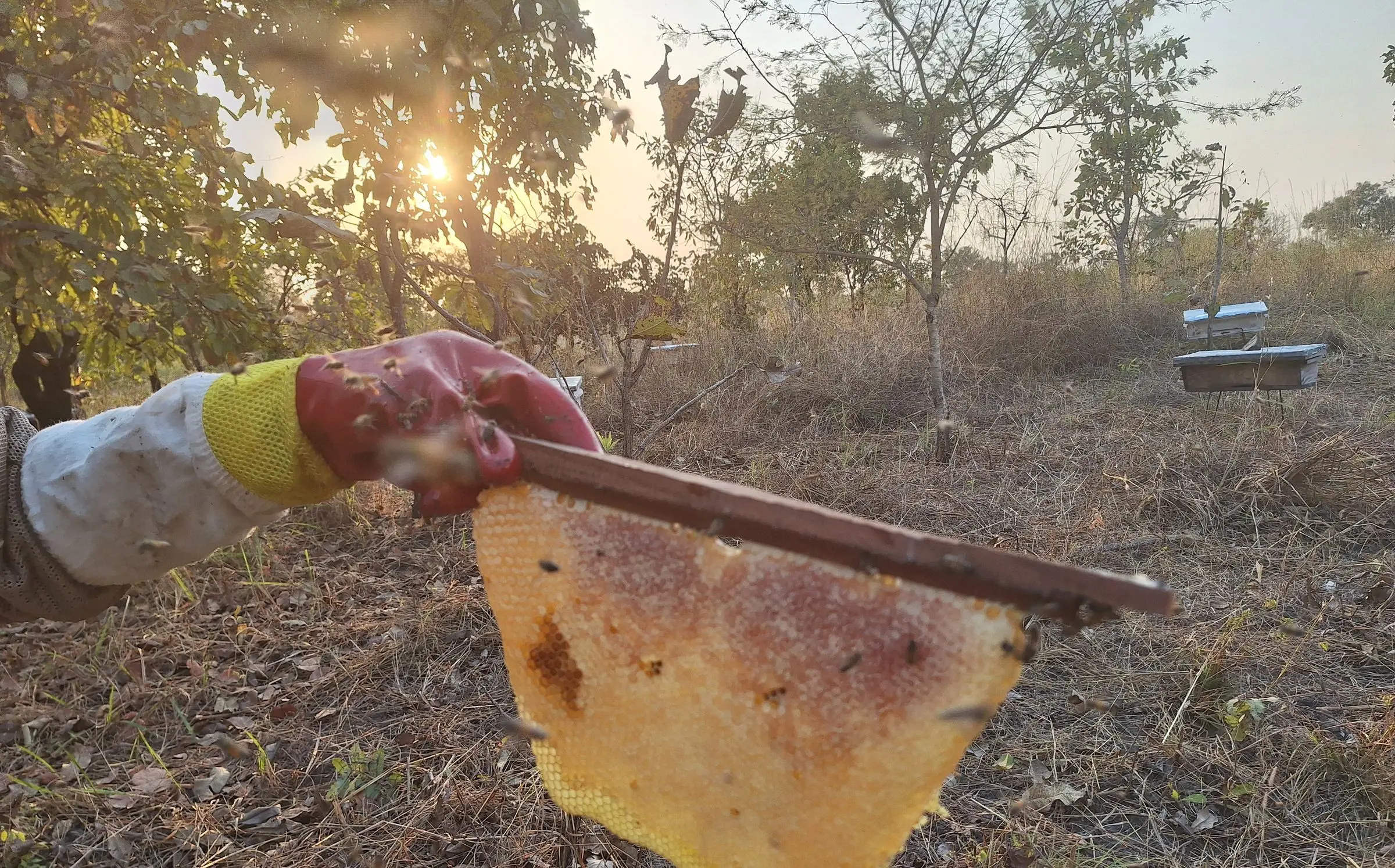 Un rayon de miel fraîchement récolté, tenu à contre-jour au soleil couchant, sur un rucher de Danyi