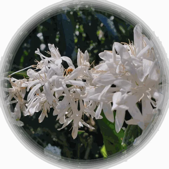 Fleurs de café blanches sur leur branche, détourées en vignette