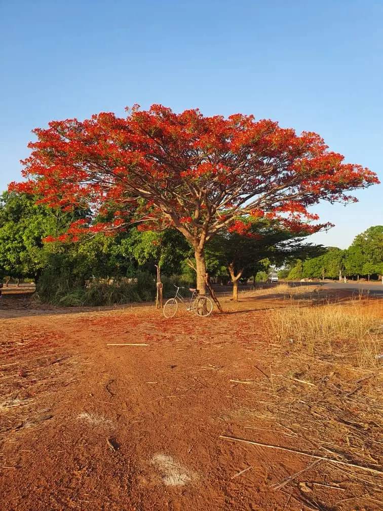 Flamboyant en fleurs rouges et un vélo, sur une piste de terre à Bowounda